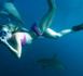 http://www.podcastjournal.net/animal/Experience-inedite-avec-des-requins_a187.html