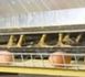 http://www.podcastjournal.net/animal/3-millions-de-poules-elevees-en-toute-illegalite_a189.html