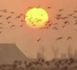 http://www.podcastjournal.net/animal/Journee-mondiale-des-oiseaux-migrateurs-2012_a195.html
