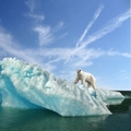 Ours polaire