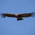 Condor des Andes