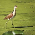 Jacana du Mexique