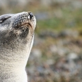 Otarie antarctique