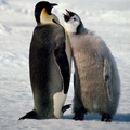 Pingouin empereur Pingouin empereur