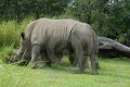 Rhinoceros