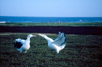 Parade nuptiale d'Albatros hurleurs. Photo prise aux Kerguelen par L. Guerin. Parade nuptiale d'Albatros hurleurs. Photo prise aux Kerguelen par L. Guerin.