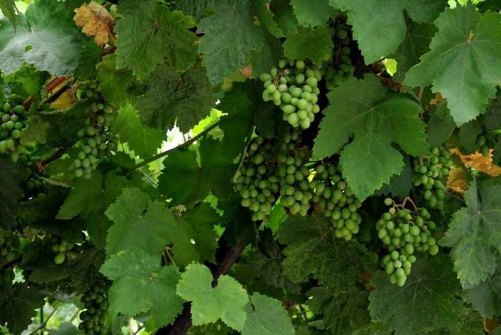 Vert de vert! Photo (C) Ibrahim Chalhoub Vert de vert! Photo (C) Ibrahim Chalhoub