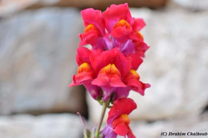 Vous aimez les fleurs? Photo (C) Ibrahim Chalhoub Vous aimez les fleurs? Photo (C) Ibrahim Chalhoub