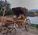 http://www.podcastjournal.net/L-IMAGE-DU-JOUR-Carrosse_a10723.html