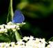 http://www.podcastjournal.net/L-IMAGE-DU-JOUR-Papillon-bleu-apres-la-pluie_a10868.html