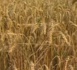 http://www.podcastjournal.net/AUDIOGUIDE-A-la-decouverte-de-la-route-du-ble-1_a14191.html