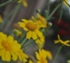 http://www.podcastjournal.net/L-IMAGE-DU-JOUR-Fleurs-du-printemps_a14215.html