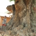 Un arbre centenaire à Uvira.