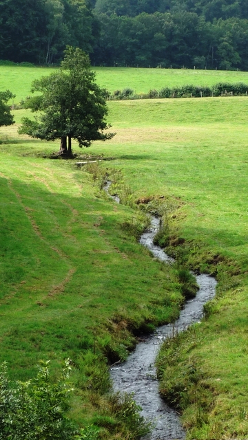 Ruisseau à truite - Vallée de Préchonnet (63)