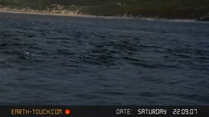 Rencontre avec un 'Léviathan'