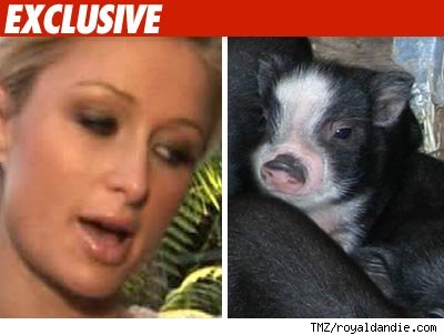 PEOPLE - Paris Hilton et son petit cochon PEOPLE - Paris Hilton et son petit cochon