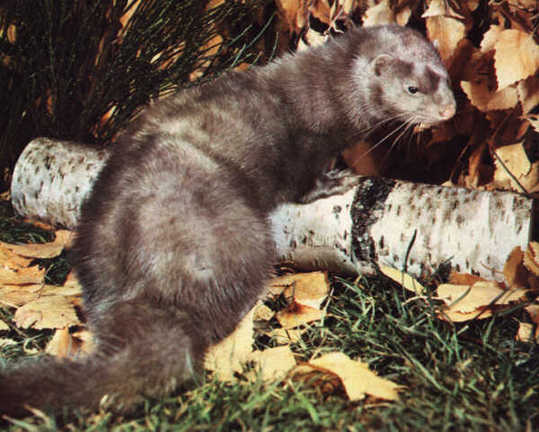 Des visons échappent d'un élevage en France Des visons échappent d'un élevage en France