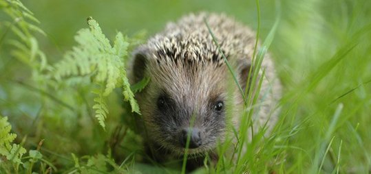 Crédit photo : © Tobilander - Fotolia.com