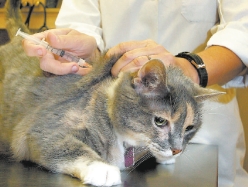 Le virus de la grippe A H1N1 pourrait être transmis à nos animaux de compagnie Le virus de la grippe A H1N1 pourrait être transmis à nos animaux de compagnie