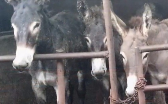 Image de la vidéo ci-dessous Image de la vidéo ci-dessous