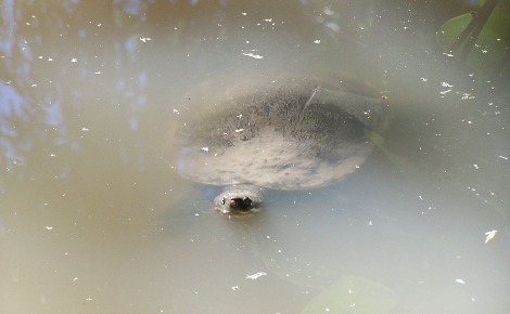 La tortue de la Mary River (Elusor macrurus). Photo (c) NKGKing