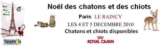 Le Noël du Chaton 2010 - Téléthon félin Le Noël du Chaton 2010 - Téléthon félin