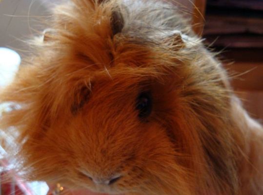 Fripouille Fripouille