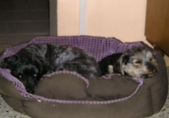 Mes loulous Mes loulous