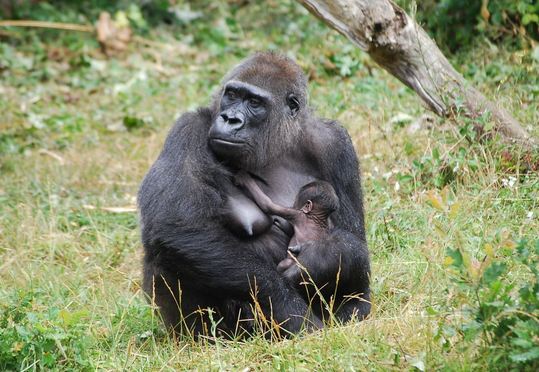 NAISSANCE D'UN BEBE GORILLE A LA VALLEE DES SINGES NAISSANCE D'UN BEBE GORILLE A LA VALLEE DES SINGES