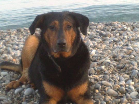 'FAITES UN PETIT GESTE SVP POUR M'AIDER A RETROUVER MON CHIEN QUE L'ON M'A VOLE' 'FAITES UN PETIT GESTE SVP POUR M'AIDER A RETROUVER MON CHIEN QUE L'ON M'A VOLE'