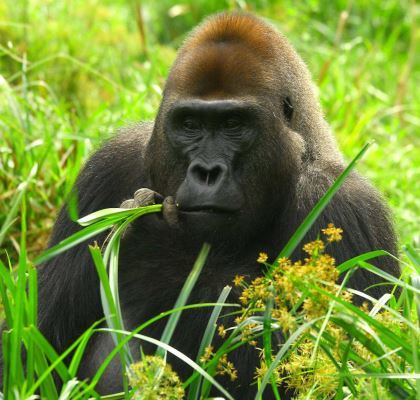 Le mâle au dos argenté du groupe d'étude. Gorille de l’Ouest du Parc National de Dzanga-Ndoki, République Centrafricaine. © Shelly Masi / MNHN