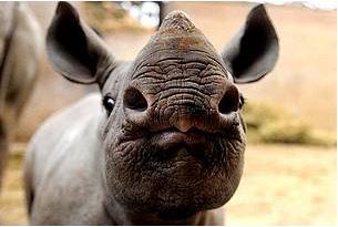 22 septembre 2013: Journée mondiale du rhinocéros