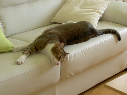 En souvenir de Shakira