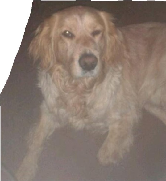 Pilou, golden retriver