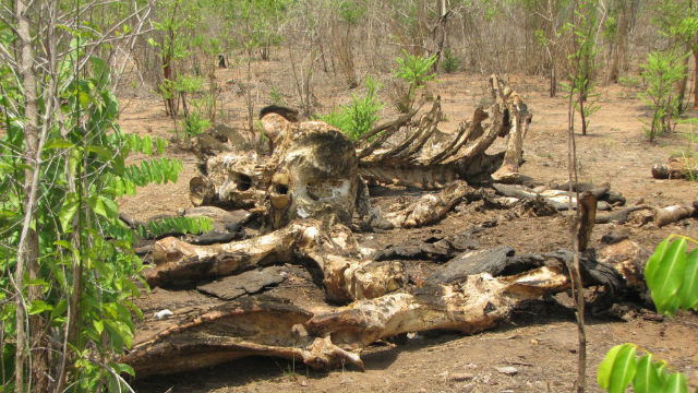 Carcasse d'éléphant. Photo © WWF-Mozambique