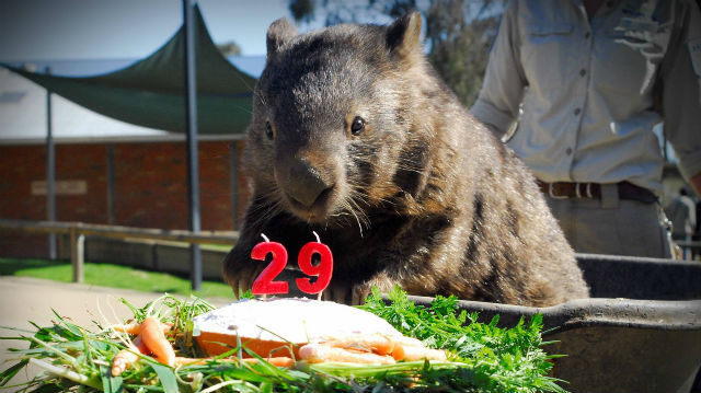 Patrick, le plus vieux wombat du monde
