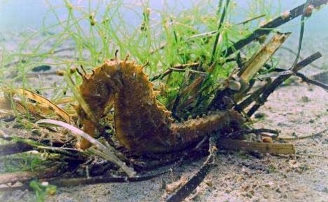 Cliquez ici pour accéder au site officiel Cliquez ici pour accéder au site officiel