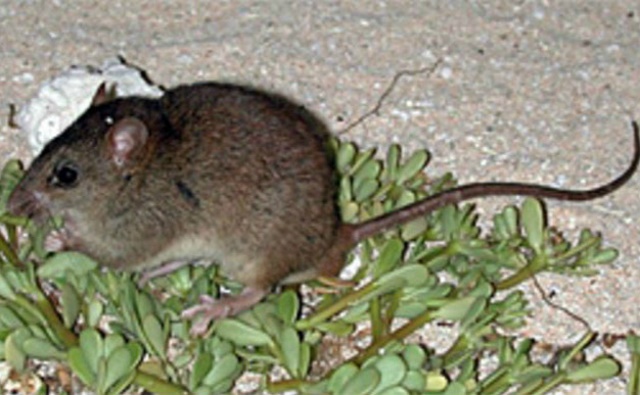 Melomys rubicola. Photo (c) Ian Bell, EHP, State of Queensland