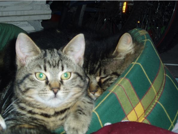 Cliquez ici ou sur l'image pour adopter un animal dans votre région, avec 30 millions d'amis