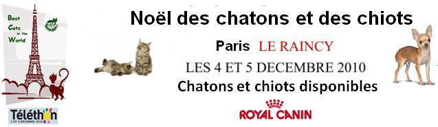 Le Noël du Chaton 2010 - Téléthon félin