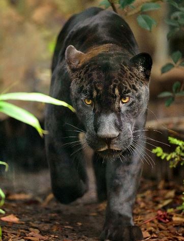 Aramis. Photo courtoisie (c) DR