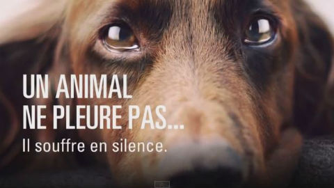 Regardez la vidéo ci-dessous!