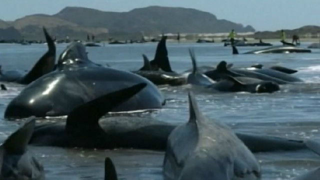 Cliquez ici pour accéder au site de l'IFAW Cliquez ici pour accéder au site de l'IFAW