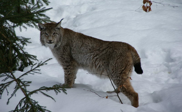Lynx en Allemagne. Photo (c) Aconcagua