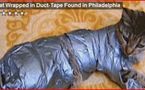 Le pauvre chat de Philadelphie, couvert de ruban adhésif, va mieux