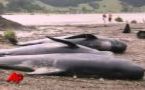 Baleines suicidaires? Un tiers des cétacés échoués a pu être sauvé