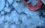 Sauvetage miraculeux de 'Baltic', chien dérivant sur un bloc de glace en mer Baltique