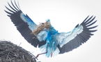 Une cigogne bleue fait son nid en Allemagne