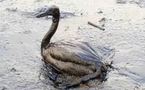 Hommage aux animaux innocentes victimes de la marée noire