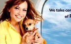 Animal Airways International propose un nouveau service pour voyager avec des animaux domestiques